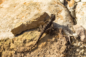 Gray Lizard on a Rock, Cyprus Reptile