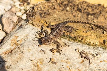 Gray Lizard on a Rock, Cyprus Reptile