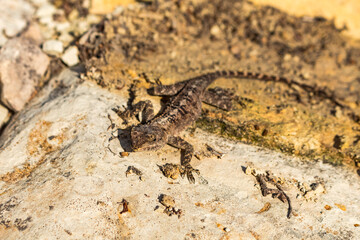 Gray Lizard on a Rock, Cyprus Reptile
