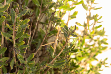 Stick Insect Camouflaged as Plant Branches, Cyprus Insect