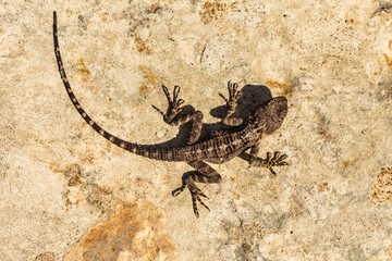 Gray Lizard on a Rock, Cyprus Reptile