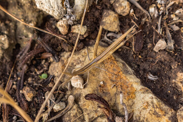 Stick Insect Camouflaged as Plant Branches, Cyprus Insect