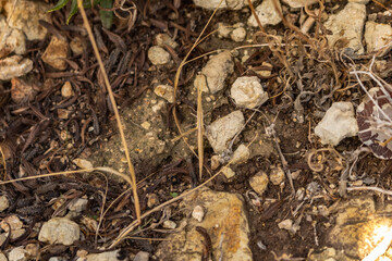 Stick Insect Camouflaged as Plant Branches, Cyprus Insect
