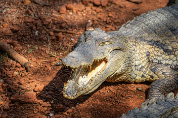 alligator in the everglades
