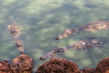 alligator in the everglades