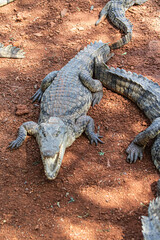 Fototapeta premium alligator in the everglades