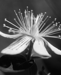 Monochrome Close-up of St. John's Wort Flower