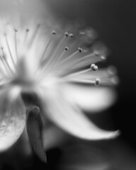 Monochrome Close-up of St. John's Wort Flower