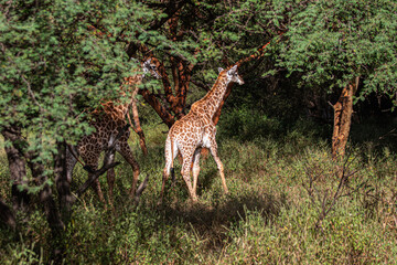 giraffe in the savannah