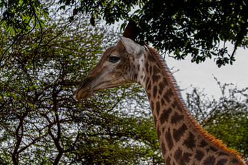 portrait of a giraffe