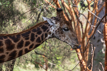 giraffe eating grass