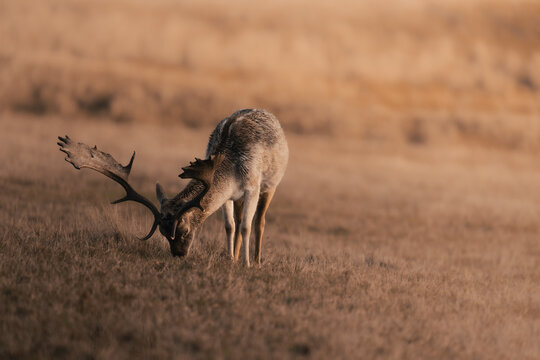 Wild deer grazing, fallow deer in a beautiful nature setting