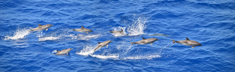 Atlantic spotted dolphin breaching through the ocean, wild and free
