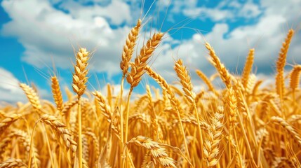 Fototapeta premium Golden Fields. Beautiful Mature Golden Wheat Field Under Clear Blue Sky