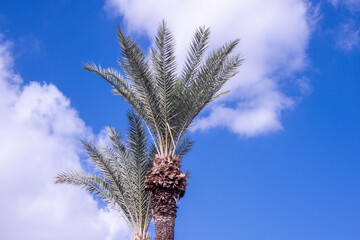 Colors of Nicosia: A vibrant blend of tradition and modernity, where the warm hues of historic...