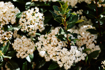 Flowering branch of laurel-leaved viburnum