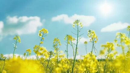 The Golden Glory of Rapeseed Field: Blue Sky Canvas, Blooming Canola, Vibrant Yellow, Rural Beauty, Floral Abundance, Pollinator Haven, Scenic Vista, Agricultural Splendor, Seasonal Spectacle & More"