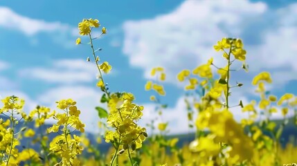 Obraz premium The Golden Glory of Rapeseed Field: Blue Sky Canvas, Blooming Canola, Vibrant Yellow, Rural Beauty, Floral Abundance, Pollinator Haven, Scenic Vista, Agricultural Splendor, Seasonal Spectacle & More