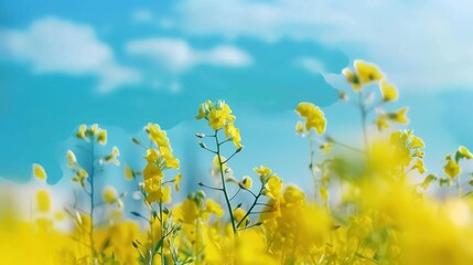 Fototapeta premium The Golden Glory of Rapeseed Field: Blue Sky Canvas, Blooming Canola, Vibrant Yellow, Rural Beauty, Floral Abundance, Pollinator Haven, Scenic Vista, Agricultural Splendor, Seasonal Spectacle & More