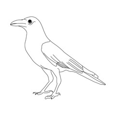 Crow line art vector design. Crow outline illustration design
