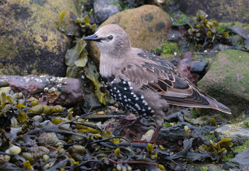 Smaller than Blackbirds, Starlings have a short tail, pointed head and triangular wings. In their breeding plumage, they look black at a distance.