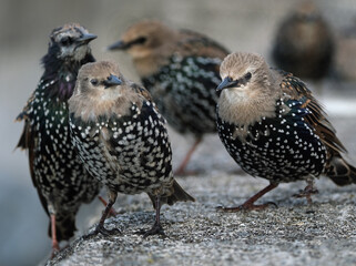 Smaller than Blackbirds, Starlings have a short tail, pointed head and triangular wings. In their...