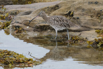 The curlews are a group of nine species of birds in the genus Numenius, characterised by their long, slender, downcurved bills and mottled brown plumage.