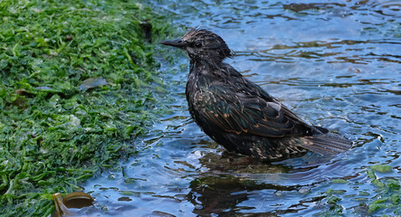 Smaller than Blackbirds, Starlings have a short tail, pointed head and triangular wings. In their breeding plumage, they look black at a distance.