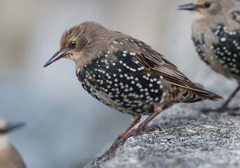 Smaller than Blackbirds, Starlings have a short tail, pointed head and triangular wings. In their...