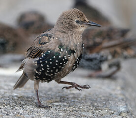 Smaller than Blackbirds, Starlings have a short tail, pointed head and triangular wings. In their...