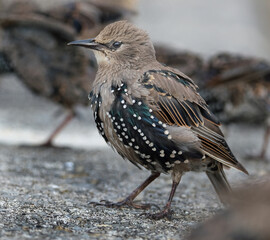 Smaller than Blackbirds, Starlings have a short tail, pointed head and triangular wings. In their...