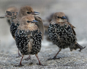 Smaller than Blackbirds, Starlings have a short tail, pointed head and triangular wings. In their breeding plumage, they look black at a distance.