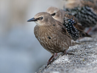 Smaller than Blackbirds, Starlings have a short tail, pointed head and triangular wings. In their breeding plumage, they look black at a distance.
