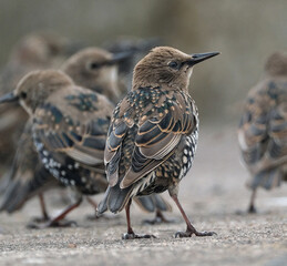 Smaller than Blackbirds, Starlings have a short tail, pointed head and triangular wings. In their breeding plumage, they look black at a distance.