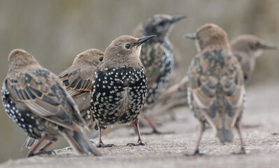 Smaller than Blackbirds, Starlings have a short tail, pointed head and triangular wings. In their...