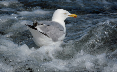 The European herring gull (Larus argentatus) is a large gull, up to 66 cm (26 in) long. It breeds throughout the northern and western coasts of Europe.