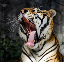 A beautiful tiger lies on a stone bed yawning with its mouth wide open and tongue curled up.