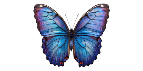 Blue morpho butterfly isolated on transparent background