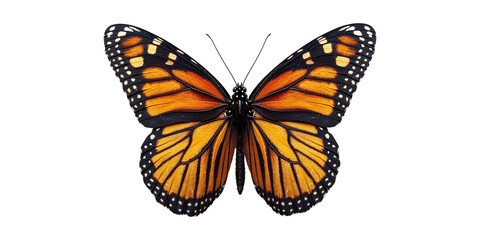 Obraz premium Vibrant orange monarch butterfly isolated on transparent background