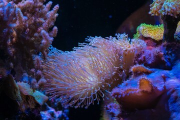 fluorescent Sarcophyton glaucum head tentacle, Sinularia dura mushroom soft coral frag on live rock...