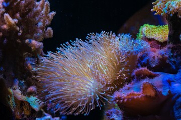Sarcophyton glaucum fluorescent head tentacle, Sinularia dura mushroom soft coral frag on live rock...