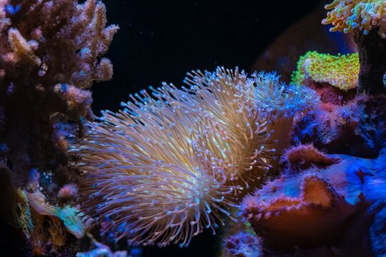 Sarcophyton glaucum fluorescent head tentacle, Sinularia dura mushroom soft coral frag on live rock stone, LED blue low light, beginner reef marine aquarium aquadesign, popular pet, selective focus