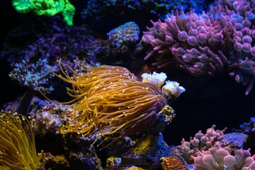 cultured golden Euphyllia glabrescens on frag plug, orange fluorescent tentacle, reef marine live rock ecosystem aquarium aquascape, popular pet in LED actinic blue light, soft coral farm cultivation