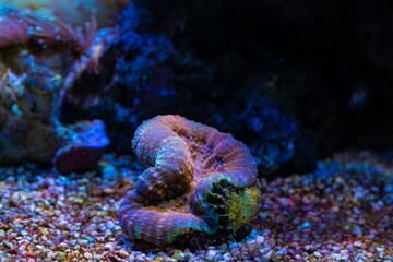 LPS lobed cactus coral, polyp head closed in stress, laminar wave flow, live rock ecosystem,...
