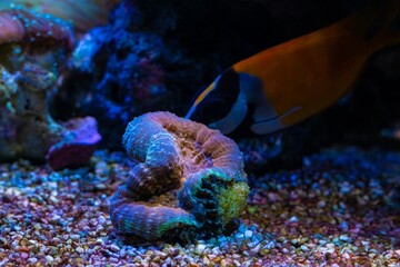 LPS lobed cactus coral, polyp head closed in stress, laminar wave flow, live rock ecosystem,...