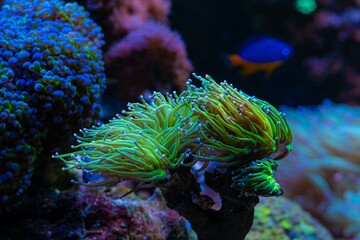 fluorescent torch coral move green tentacle, soft coral grow on frag plug, reef marine aquarium, live rock mariculture aquascape, popular pet in LED actinic blue light, wave maker laminar flow