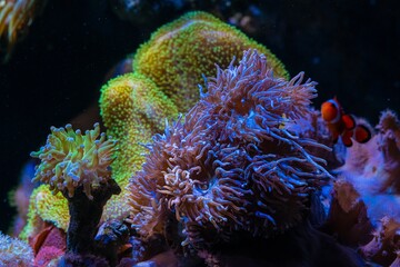 duncan coral colony, LPS polyp glow in LED blue light, torch coral move tentacle on frag plug, live rock nano reef marine aquarium, pet for beginner aquarist, shallow dof, wave maker laminar flow