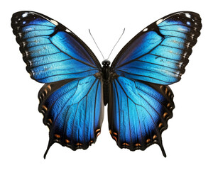 Blue morpho butterfly with vibrant wings against transparent background