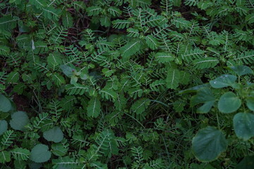 fern leaf background