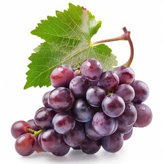 Fototapeta premium Fresh red grapes with water drops hanging on the vine with a leaf isolated on a white background